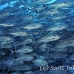 jack_bigeye_dar_h_0045_ecu0814.jpg